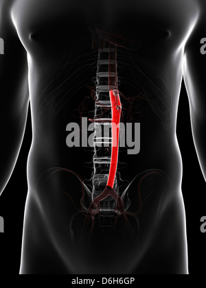 Aorte abdominale, artwork Banque D'Images