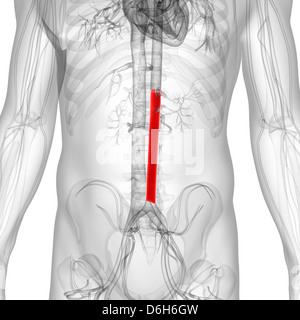 Aorte abdominale, artwork Banque D'Images