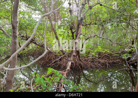 Mangrove au Robinson préserver dans le nord-ouest de Bradenton en Floride USA Banque D'Images