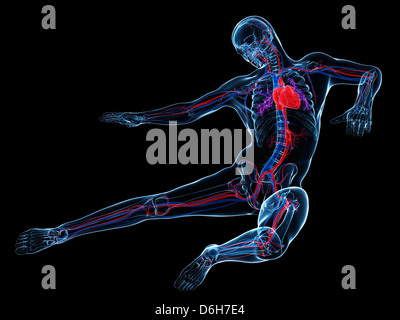 Système cardiovasculaire mâle, artwork Banque D'Images