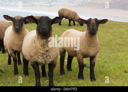 Des moutons à face noire et les jambes Banque D'Images