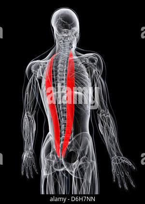 Retour muscles, artwork Banque D'Images