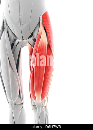 Cuisse muscles, artwork Banque D'Images