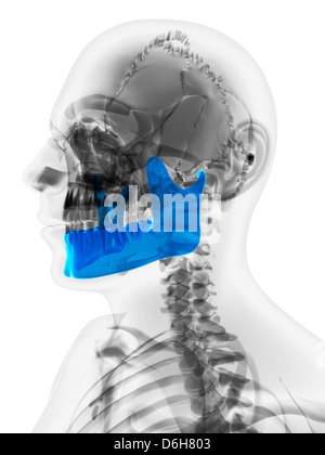L'os de la mâchoire inférieure, artwork Banque D'Images