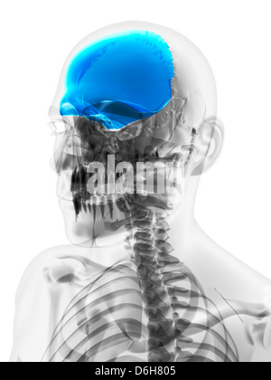 Os du crâne, artwork Banque D'Images