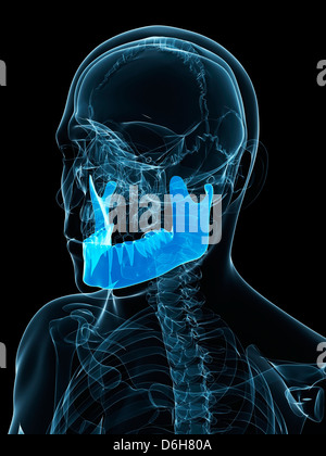 L'os de la mâchoire inférieure, artwork Banque D'Images