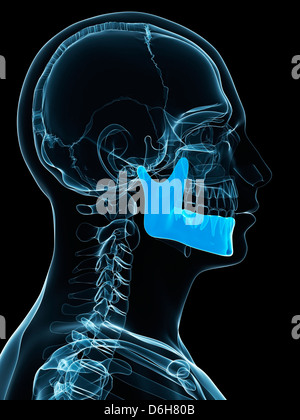 L'os de la mâchoire inférieure, artwork Banque D'Images
