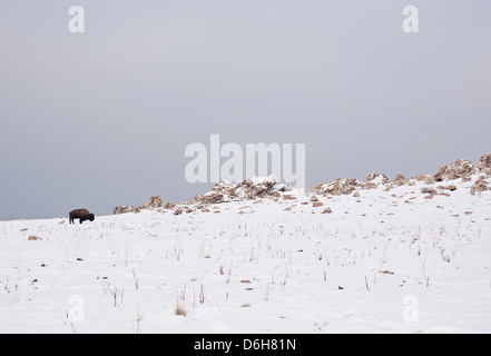 Bisons broutants sur snowy hillside Banque D'Images