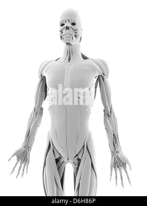 Male anatomy, artwork Banque D'Images