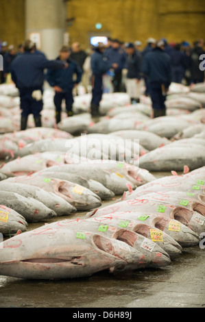Le thon du poisson au marché aux poissons de Tsukiji, Tokyo, Japon, Asie Banque D'Images