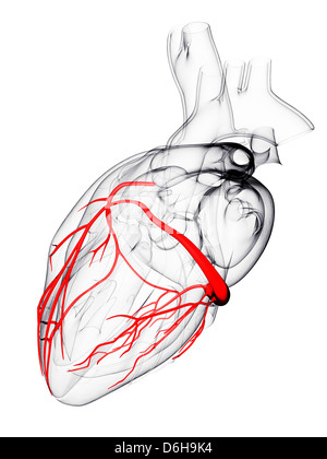 Les artères coronaires, artwork Banque D'Images