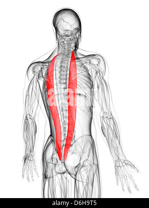 Retour muscles, artwork Banque D'Images