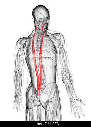 Retour muscles, artwork Banque D'Images