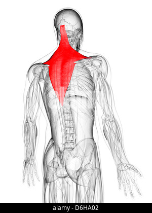 Muscle du dos, artwork Banque D'Images