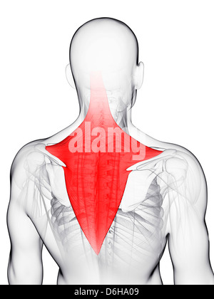 Muscle du dos, artwork Banque D'Images