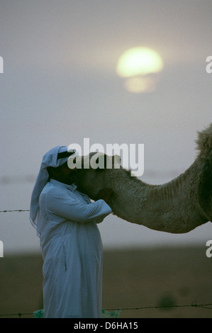 Riyadh Arabie Saoudite -- un Saoudien avec son chameau à sa maison de repos dans le désert à l'extérieur de Riyadh au coucher du soleil. Banque D'Images