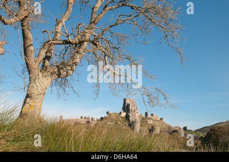 Château de Corfe, corfe, Dorset, England, UK. Novembre. Vu de champs de l'ouest. Banque D'Images