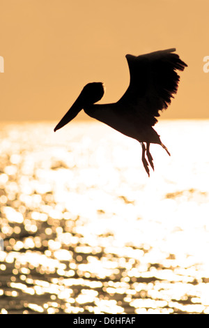 Brown Pelican plongée au coucher du soleil en Floride oiseau de rivage ornithologie Science nature faune Environnement vertical Banque D'Images