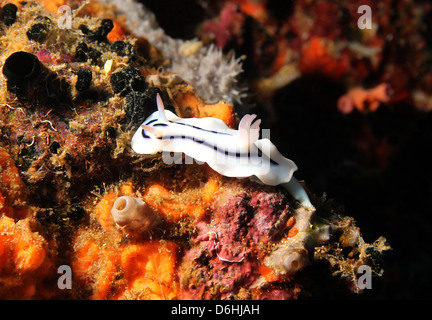 Le magnifique Loch Slug (Chromodoris Lochi) Macro Photo, Bunaken, Indonésie Banque D'Images