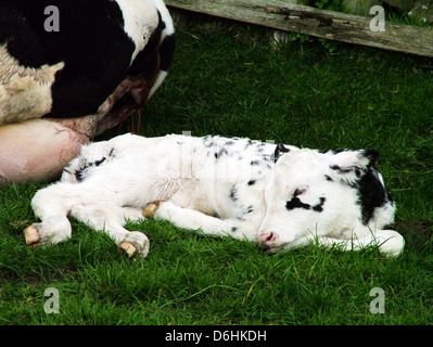 Les vaches Holstein Friesian Bos primigenius taurus vache mère laitière vient de donner naissance au veau Banque D'Images