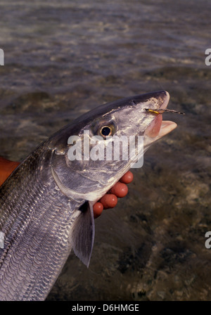 Un pêcheur de mouche tenant un bonefish (Albula vulpes) capturés à Los Roques Venezuela Banque D'Images