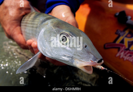 Un pêcheur de mouche la libération d'un bonefish (Albula vulpes) capturées à partir d'un kayak à l'Ascension Bay Yucatan Quintana Roo Mexique Banque D'Images