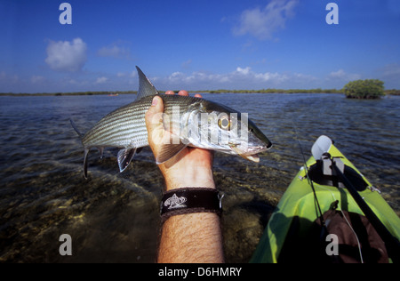 Un pêcheur de mouche un bonefish (Albula vulpes) capturées à partir d'un kayak à l'Ascension Bay Yucatan Quintana Roo Mexique Banque D'Images
