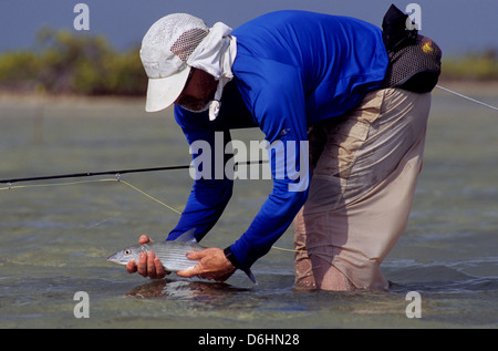 Un pêcheur de mouche la libération d'un bonefish (Albula vulpes) capturés dans la baie de l'Ascension Yucatan Quintana Roo Mexique Banque D'Images