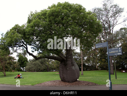 Dans l'Arbre bouteille Queensland Royal Botanic Gardens de Sydney Banque D'Images