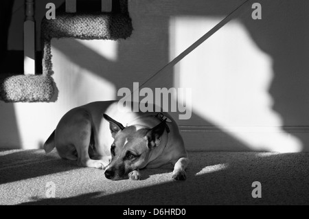 Parson Jack Russell Terrier couché à l'intérieur dans le soleil Banque D'Images