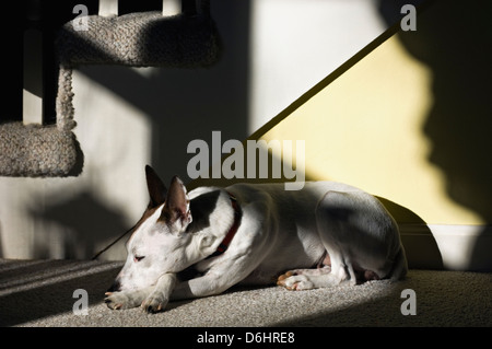 Parson Jack Russell Terrier couché à l'intérieur dans le soleil Banque D'Images