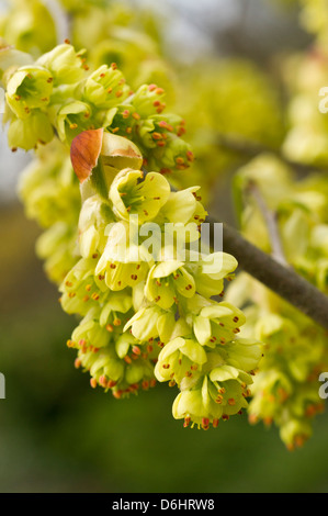 Corylopsis spicata fleurs Banque D'Images