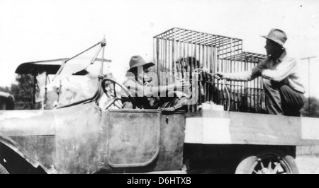 Cette image montre Léo le Lion MGM, un symbole bien connu d'Hollywood. Le lion, connu pour sa crinière distinctive, a été photographié en Arizona près de Hell’s Canyon et Leo Canyon, mettant en valeur l’animal emblématique MGM et son rôle dans l’histoire du cinéma. Banque D'Images
