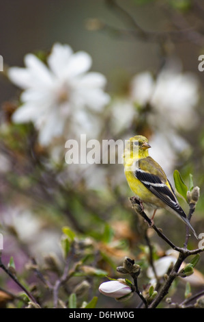 Chardonneret jaune perché en branche de l'arbuste en fleurs Magnolia Star Banque D'Images