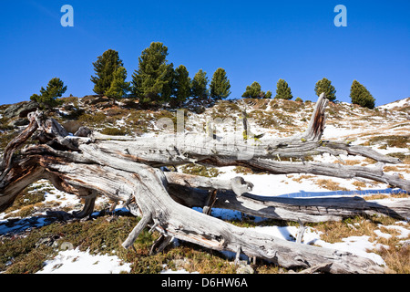 Forêt de pin alpin suisse (Arve, Pinus cembra), Parc national de Stelvio. Le Tyrol du Sud, Italie. Banque D'Images