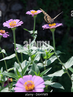 Papillon sur la fleur Banque D'Images