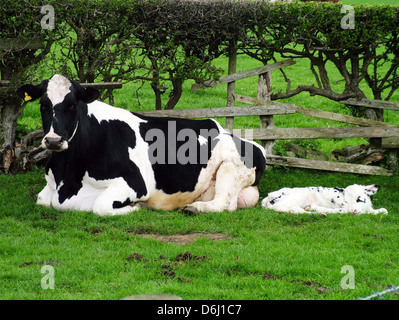 Les vaches Holstein Friesian Bos primigenius taurus vache mère laitière vient de donner naissance au veau Banque D'Images