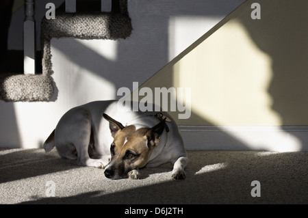 Parson Jack Russell Terrier couché à l'intérieur dans le soleil Banque D'Images