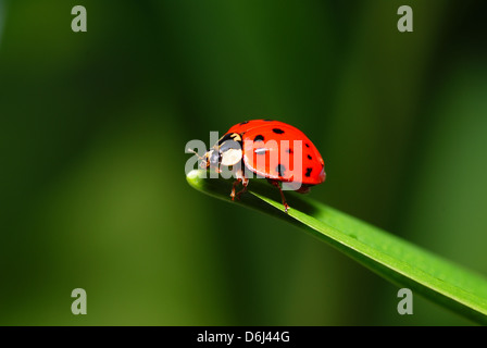 Ladybird mouchetée rouge sur l'herbe verte Banque D'Images