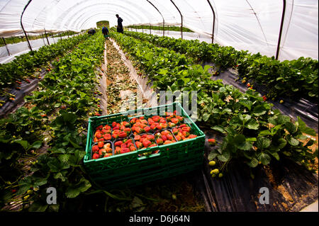 Un fichier photo datée du 19 avril 2011 montre un champ de fraises dans une ferme à Manolada, Grèce. Photo : Iakovos Hatzistavrou Banque D'Images