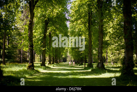 Un couple marche dans le soleil vers le bas des arbres à Westonbirt Arboretum dans le Gloucestershire, Angleterre, Royaume-Uni. Banque D'Images