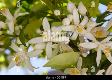 Orange Blossom, Séville, Andalousie, Espagne, Europe Banque D'Images