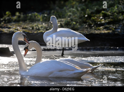 Un cygne muet dans l'eau glacée à la Slimbridge Wildfowl and Wetlands Trust, Gloucestershire UK Banque D'Images
