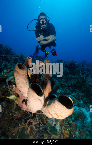 Le tube plongeur bénéficie d'éponges au large des îles Turks et Caicos, Antilles, Caraïbes, Amérique Centrale Banque D'Images