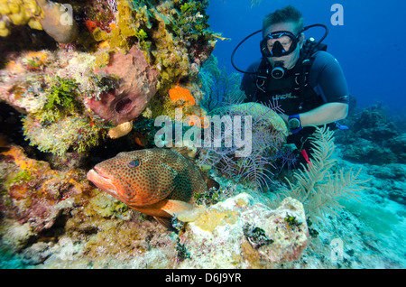 Diver aime regarder un groupeur se cachant dans les têtes de corail dans les îles Turques et Caïques, Antilles, Caraïbes, Amérique Centrale Banque D'Images