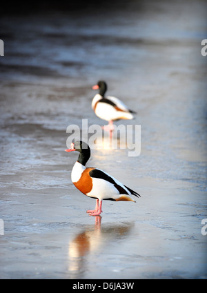 Un tadorne casarca mâle sur la glace à l'Slimbridge Wildfowl and Wetlands Trust, Gloucestershire UK Banque D'Images