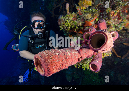 Le tube plongeur bénéficiant d'éponges sur un mur de la plongée dans les îles Turks et Caicos, Antilles, Caraïbes, Amérique Centrale Banque D'Images