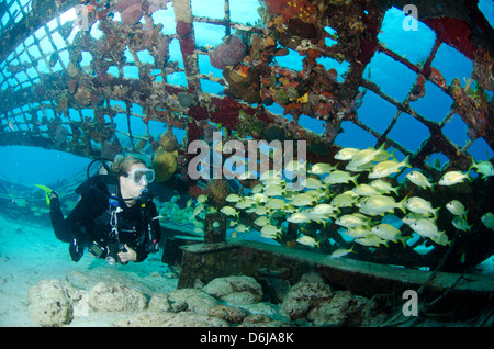 L'intérieur du plongeur de Thunderdome Turks et Caicos, Antilles, Caraïbes, Amérique Centrale Banque D'Images