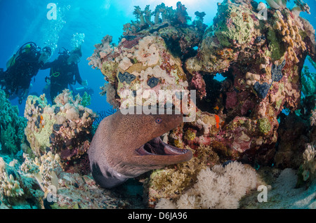 Deux plongeurs, murène Gymnothorax javanicus (géant), et des récifs coralliens, parc national Ras Mohammed, Mer Rouge, Egypte, Afrique du Nord Banque D'Images