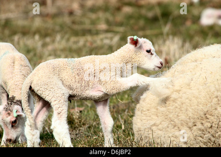 Jeune et mignon petit agneau escalade sur le haut de maman dans le soleil du printemps dans un pré herbeux Banque D'Images